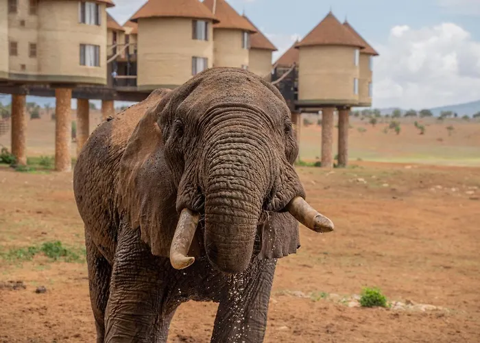 Salt Lick Safari Lodge