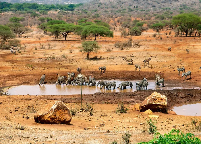 Kilaguni Serena Safari Lodge