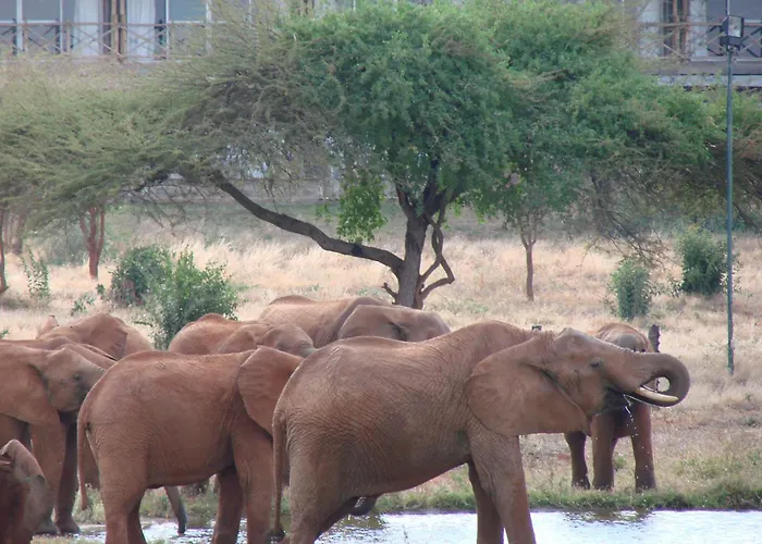 Voi Wildlife Lodge